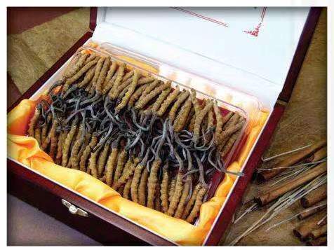 织金冬虫夏草回收